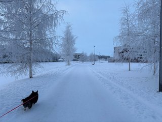 A black and white corgi cardigan walking through an urban winter landscape.