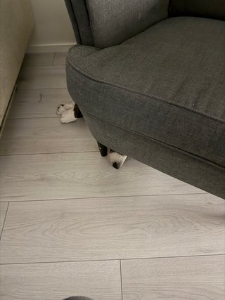 A black and white corgi cardigan sleeping under a recliner chair. Only her nose and front paws are visible.