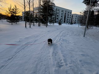 A black and white corgi cardigan running on a snowy path towards the camera.