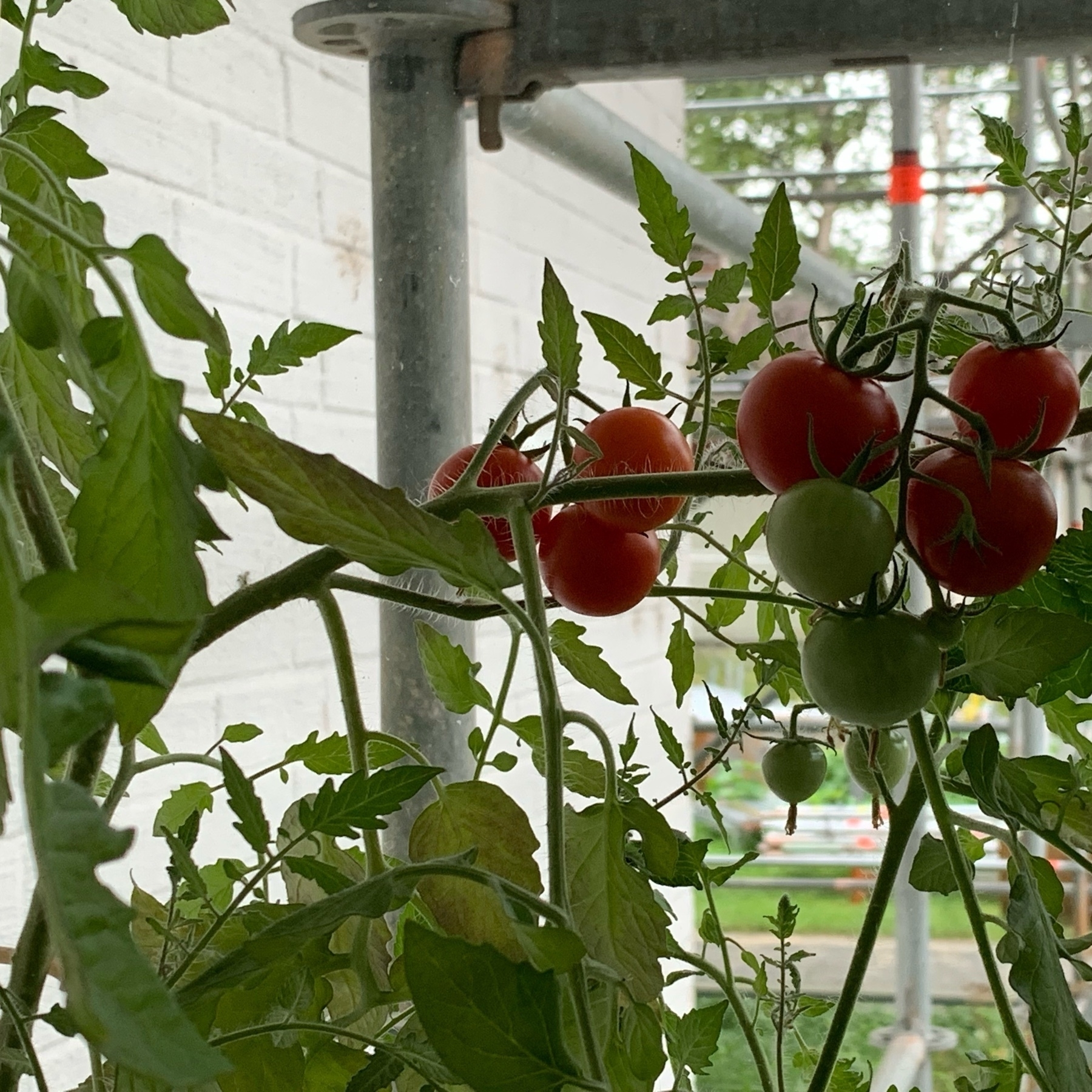 Tomato fruits still on the bush on our balcony with the scaffolding in the background.